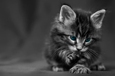 Cute Black Cat Hd Desktop Wallpapers Hd Desktop Wallpaper. Cute ...