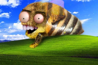 Download Free HQ Wtf Wallpapers   Hqwallbase.pw