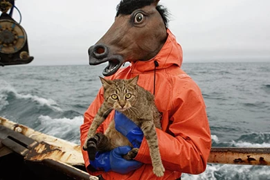 Wtf Boats Cats Funny Horses Wallpapers   (