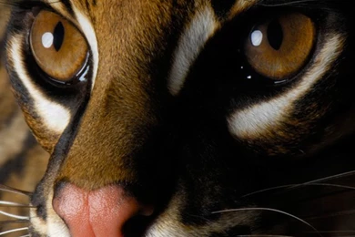 Free Wallpapers: High Resolution Wallpapers For Iphone 4