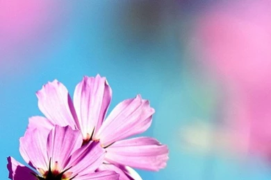 Pretty Wallpapers 439   HD Wallpapers