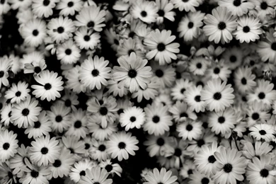 Black And White Wallpapers Tumblr   HD Images New