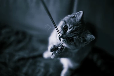 Black HD Cat Wallpapers