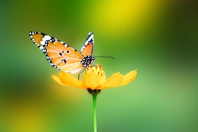 Green,nature Green Nature Flowers Butterfly Insects Summer Season ...