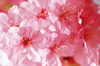 Downloading Wallpapers Of Flowers HD Wallpapers Desktop Wallpapers ...