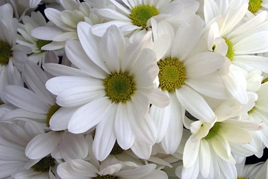 Flower Wallpapers Download Collection (41+)