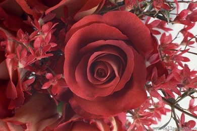 RePin Image: Flower Wallpapers On Pinterest