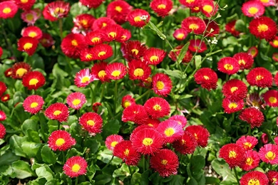 Daisy (happy Flowers) HD Wallpapers － Flower Wallpapers   Free ...