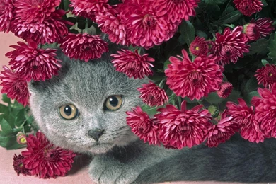 Wallpapers Water Falls With Flower Garden Beautiful Flowers For PC ...