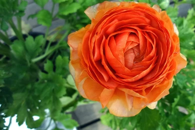 Room Flower Wallpapers 20952   Flower Wallpapers   Flowers