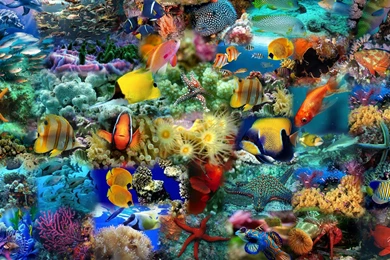 Colorful Fish Wallpapers