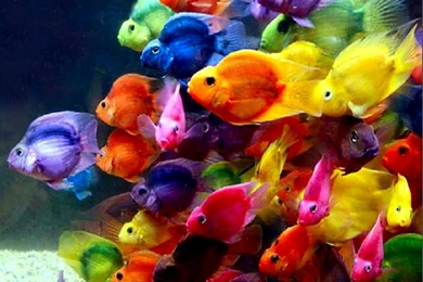 Colorful Fishes Wallpapers