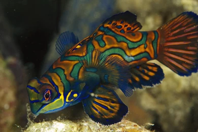 Background, Colorful, Fish, Underwater, Wallpapers (