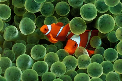 Fish, Wallpaper, Sea, Colorful (