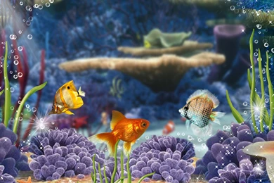 Animals Fishes Colorful Fish Hd Wallpapers 6 Bestepics. Colourful ...