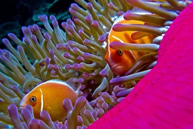 Colorful Fish Underwaterworld