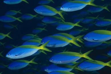 Beautiful Fish Wallpapers Hd