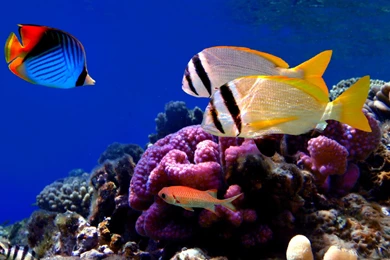Coral Fish Wallpapers