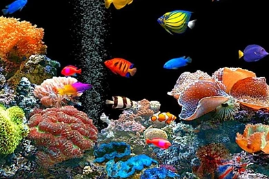 COLORFUL FISH WALLPAPER   (