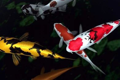 Charming Colorful Fish Pictures For Inspiration