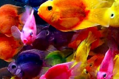Fish Wallpapers   Android Apps On Google Play
