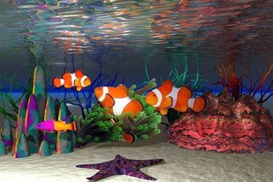 Cute Clown Fish Wallpapers For PC And Mac