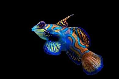 Ocean Colorful Fish 3098x2294 Wallpapers – Nature Oceans HD Desktop ...