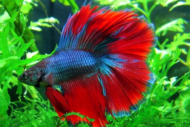 BETTA Siamese Fighting Fish Colorful Tropical Wallpapers ...