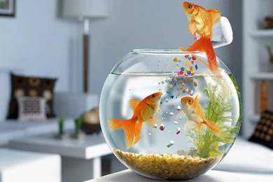 Three Golden Fish HD Wallpapers