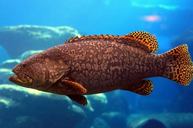 Animals   Fishes   Colorful Fish   HD Wallpapers 14   BestePics