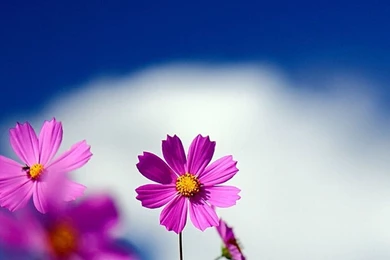 Flower Android Wallpapers – Androidwalls.org