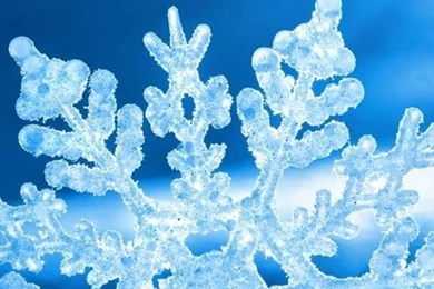 Flower Android Wallpapers HD 247.jpg