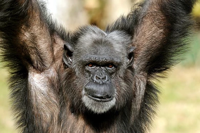 Most Popular Wallpapers Of Gorilla Monkey