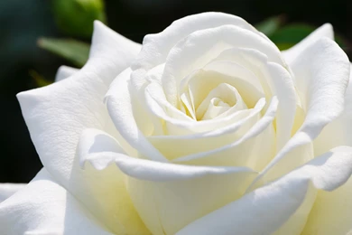 White Rose Images