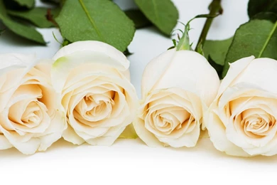 White Rose Wallpapers Free Download GY7