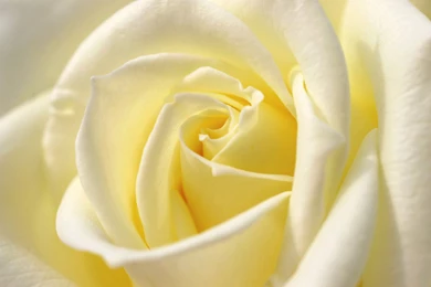 White Rose Wallpapers & Pictures