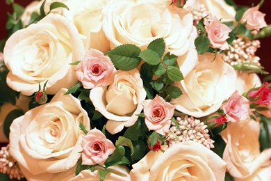 White Roses Flower Wallpapers