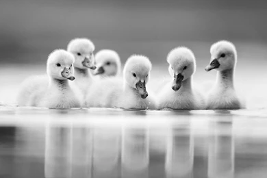 Download Black And White Photography Wallpapers Full HD