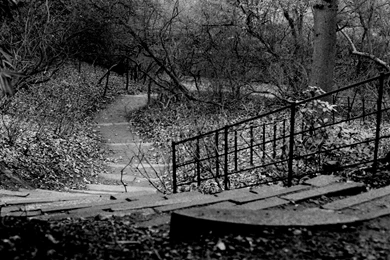 Trees Photography Wallpaper Backgrounds