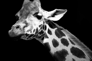 Black And White Photography Giraffe