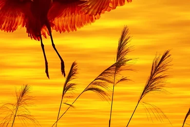 HD Lock Screen – The Beach At Sunset iPhone 6 Wallpapers