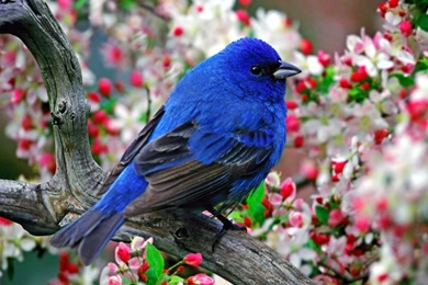 Cool Animals Pictures: Beautiful Colorful Birds New Fresh ...