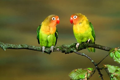 Love Birds Wallpapers