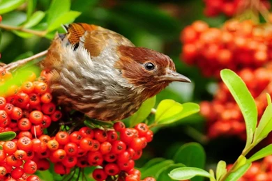 Beautiful Birds Wallpapers (20 Photos)