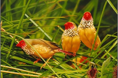 3d And HD Birds Flying Angry Picture Wallpapers Free Download