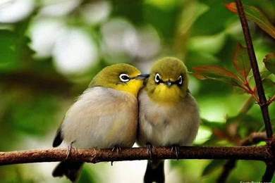 Nature Birds Wallpapers