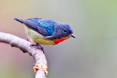 Birds Wallpapers 23   Best Wallpapers Collection