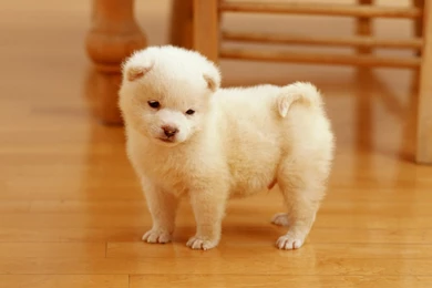 Cute Puppy Wallpapers