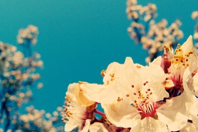 Download 20+ Free Vintage Photography Desktop Wallpapers