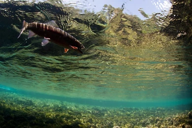 Awesome Fly Fishing Wallpapers